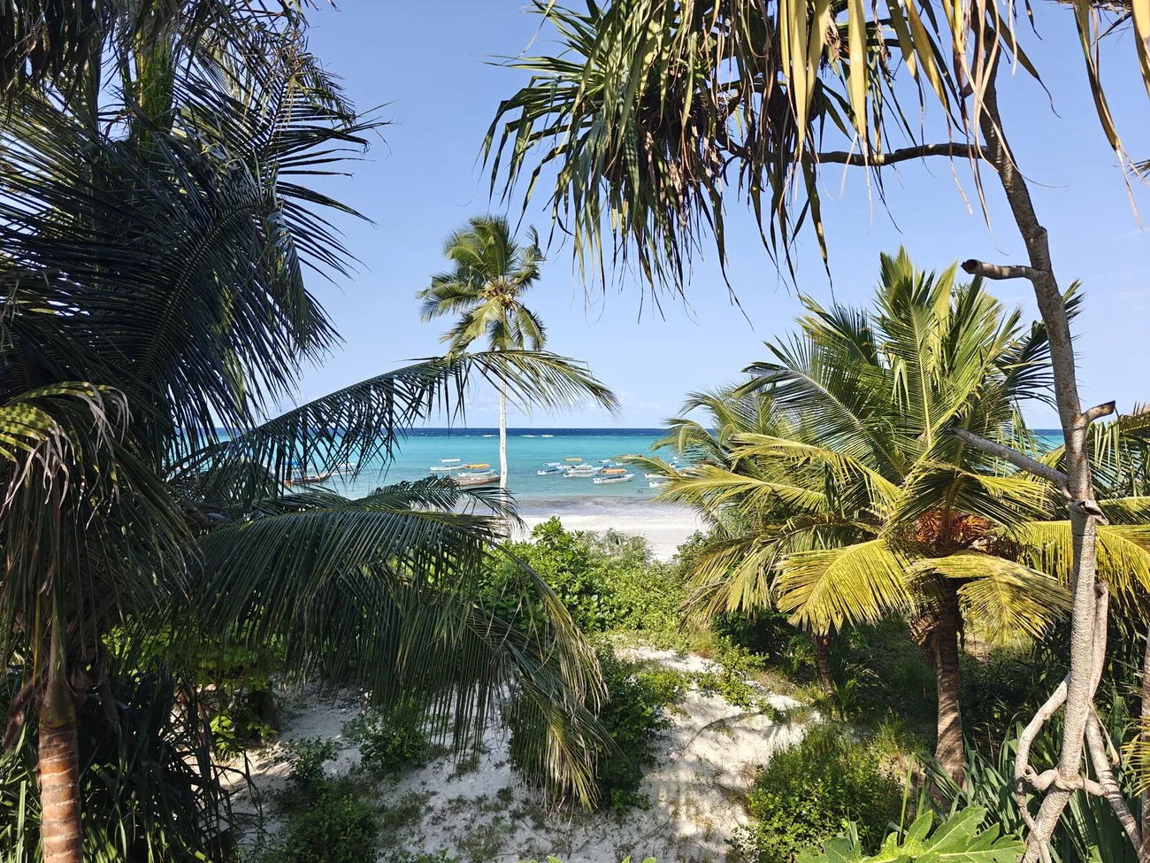 Turquoise water framed by palms at the shoreline.